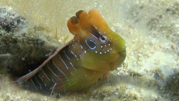 Peacock blenny Peacock blenny Footage Stock Clips