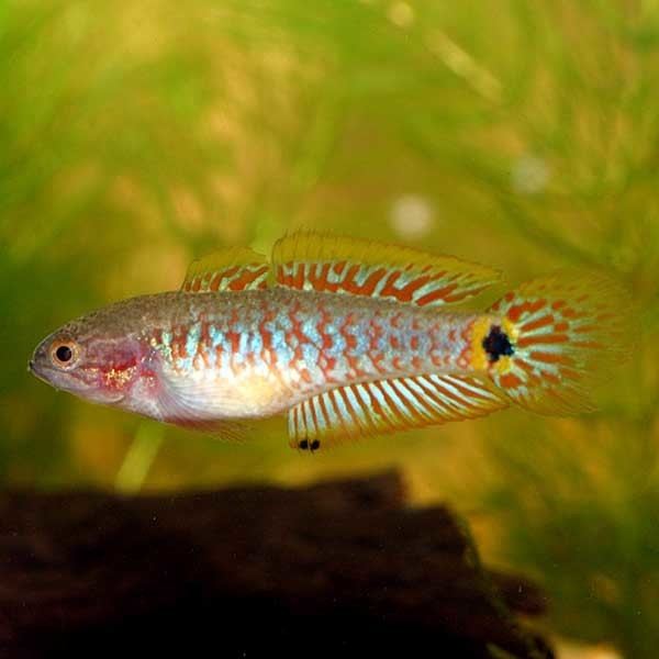 Peacock gudgeon AQUAGREEN Fact Sheet