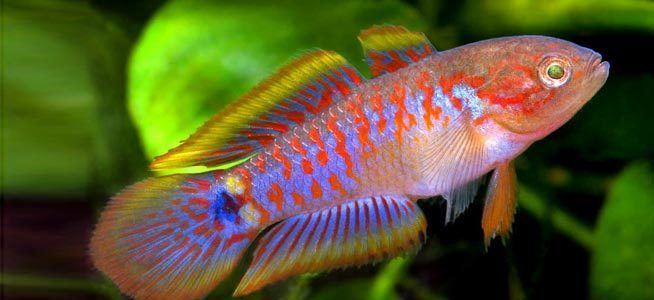 Peacock gudgeon Fish profile Peacock Goby