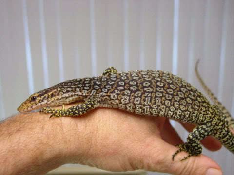 Peacock Monitor Peacock Monitor Facts and Pictures Reptile Fact