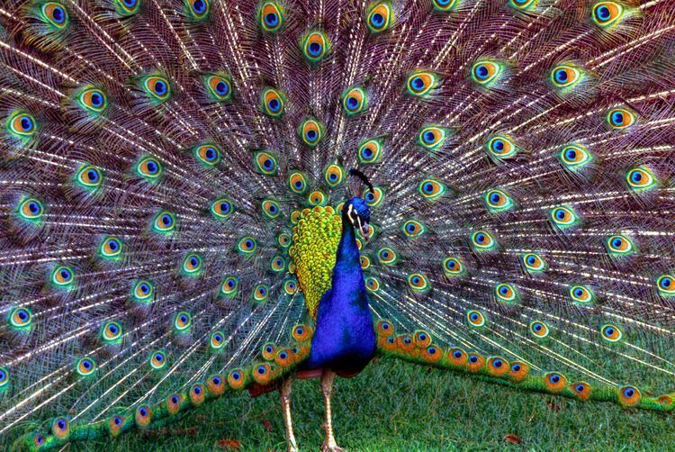 Peafowl 1000 images about Peafowl on Pinterest The indians Peacocks and