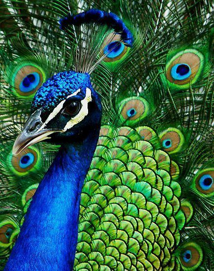 Peafowl httpssmediacacheak0pinimgcom736x52a9a3