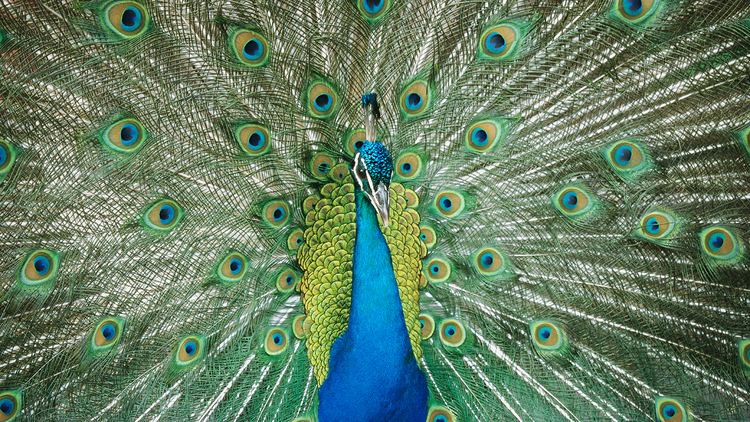 Peafowl Indian Peafowl Animal Profile Facts Pictures