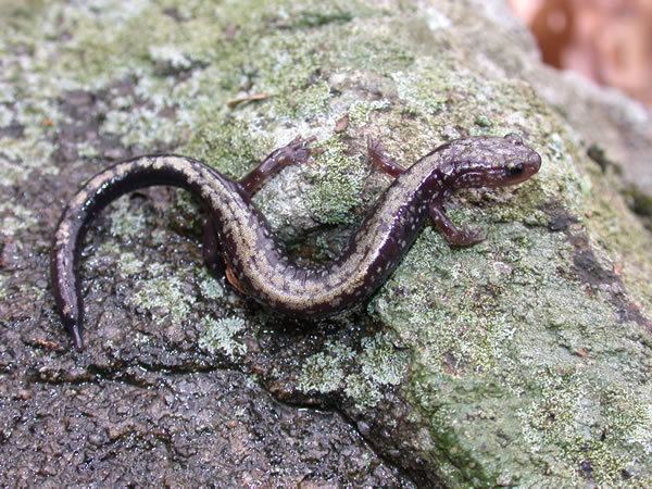 Peaks of Otter salamander srelherpugaedujdjdwebHerpsspeciesussalamand
