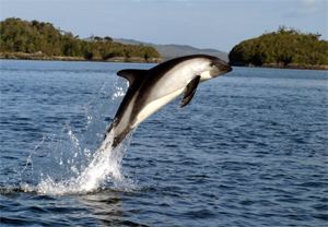 Peale's dolphin Peale39s Dolphin photos