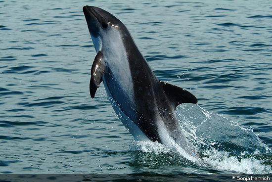 Peale's dolphin marinebioorguploadmammalsLagenorhynchusaustr