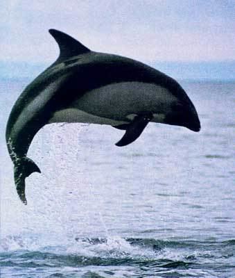 Peale's dolphin CSI Photo Gallery