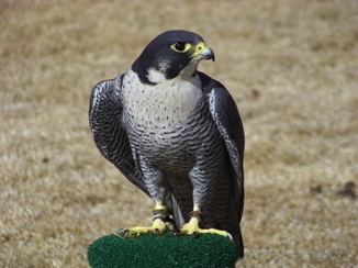 Peale's falcon Breeders