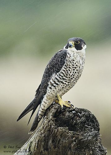 Peale's falcon 1000 images about Peale39s on Pinterest Peregrine falcon Birds of