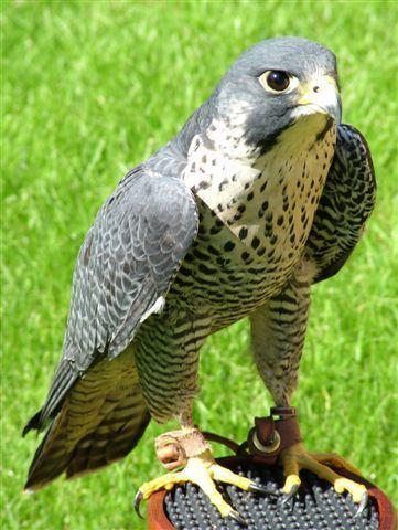 Peale's falcon Peales Peregrine Falco peregrinus 39Pealei39