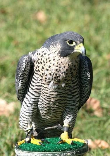 Peale's falcon Sullivan Mews World Class Falcon