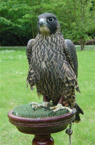 Peale's falcon Peales Peregrine Falco peregrinus 39Pealei39