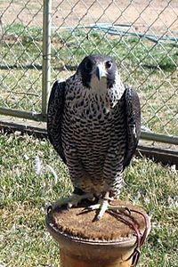 Peale's falcon httpsuploadwikimediaorgwikipediacommonsthu