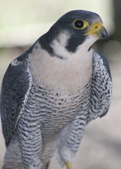 Peale's falcon Sullivan Mews World Class Falcon