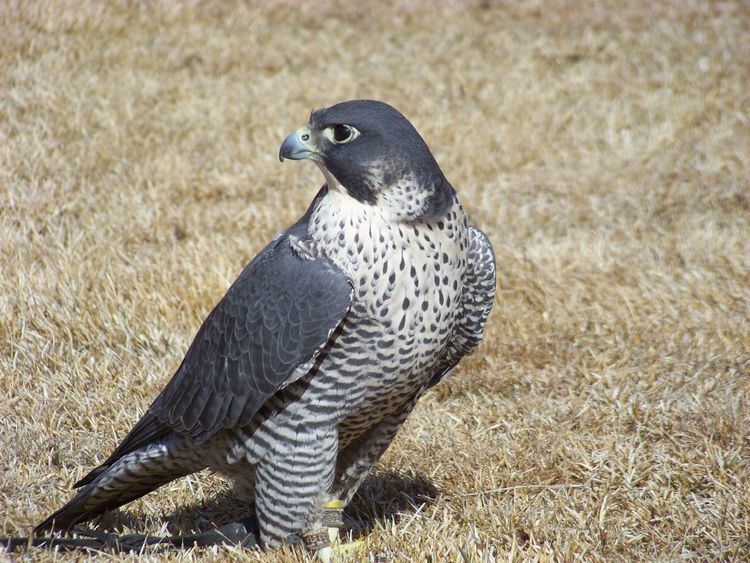 Peale's falcon Peale39s Falcon Falco peregrinus pealei not officially classified