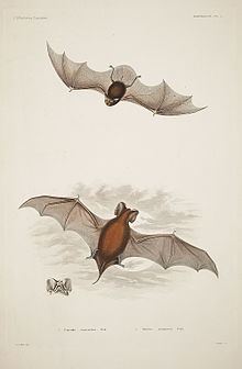 Peale's free-tailed bat httpsuploadwikimediaorgwikipediacommonsthu