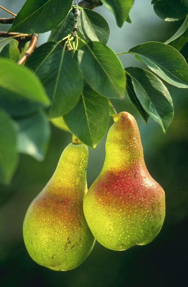 Pear Pear Wikipedia