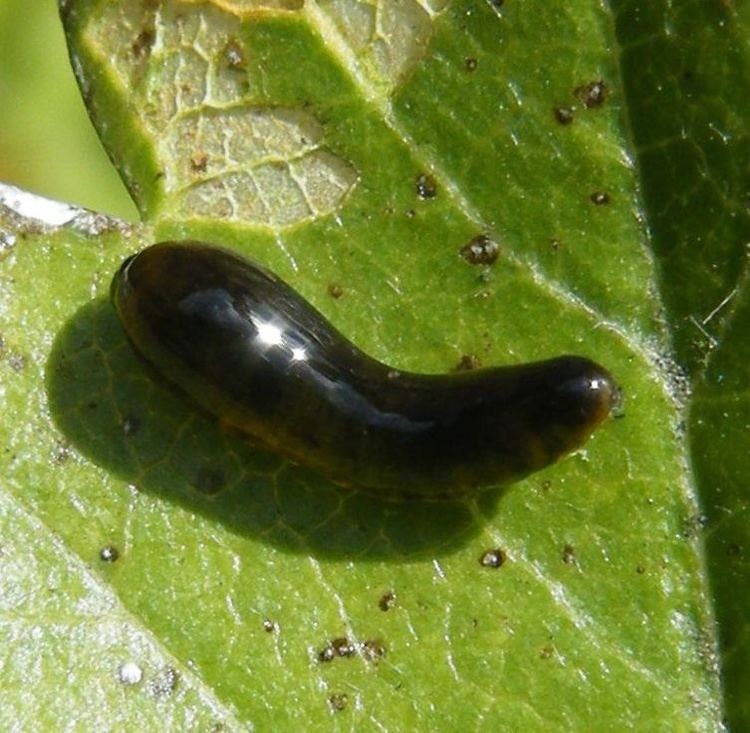 Pear slug Pear Slug Sawfly Caliroa cerasi NatureSpot