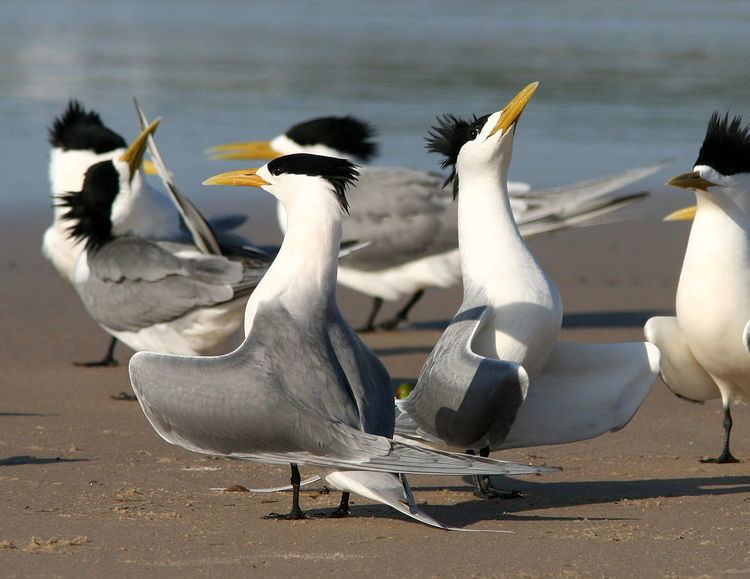 Pearce, Urquhart and Hervey Islands Important Bird Area