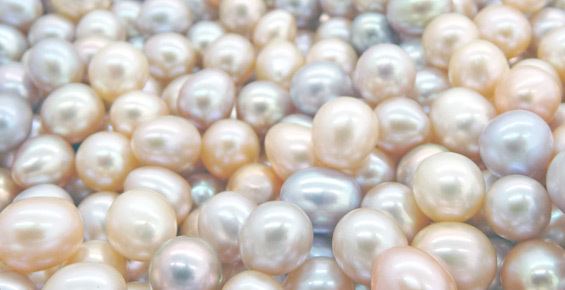 Pearl Catalogue Isle of Wight Pearl