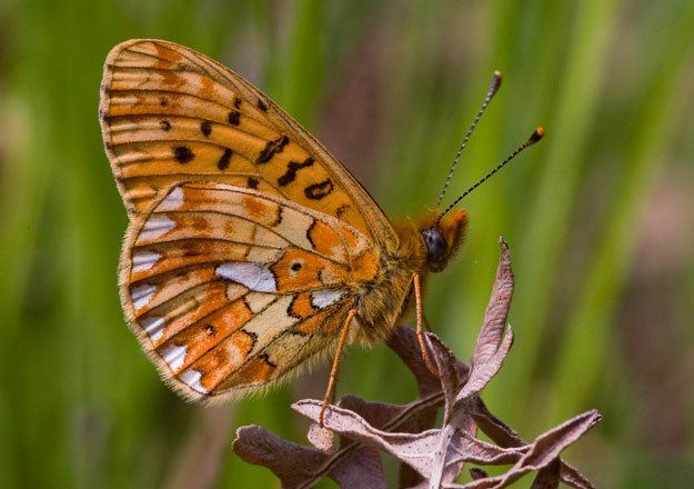 Pearl-bordered fritillary Butterfly Conservation Pearlbordered Fritillary