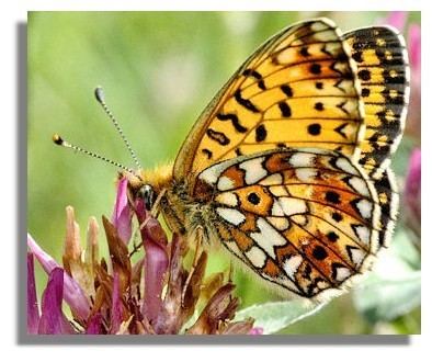 Pearl-bordered fritillary Butterflies of Scotland Small Pearlbordered Fritillary