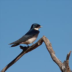 Pearl-breasted swallow httpsuploadwikimediaorgwikipediacommonsthu