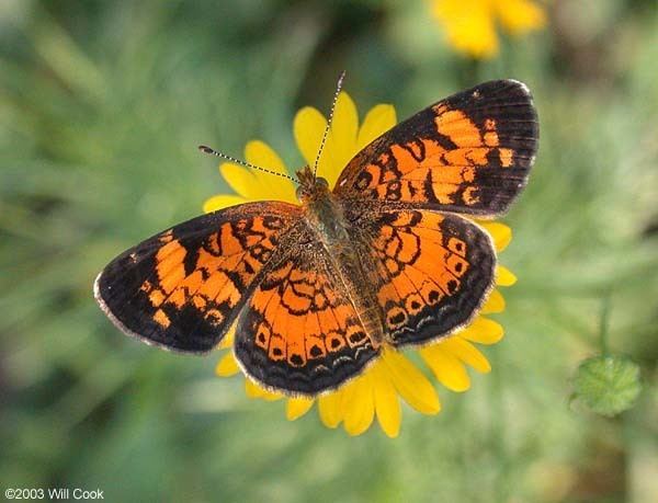 Pearl crescent Pearl Crescent Phyciodes tharos