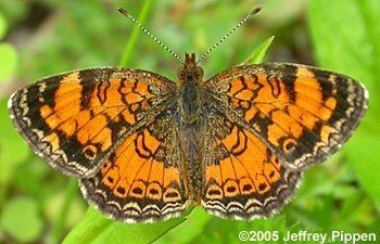 Pearl crescent Crescent Phyciodes tharos