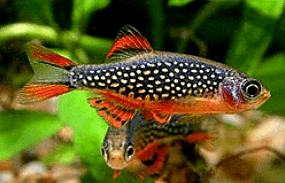 Pearl danio Celestial Pearl Danio Celestichthys Margaritatus Tropical Fish