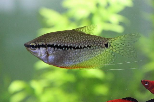 Pearl gourami - Alchetron, The Free Social Encyclopedia