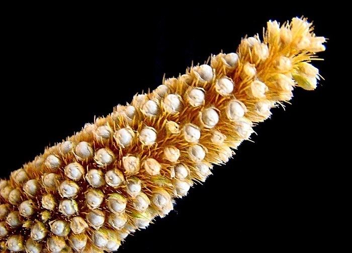 Pearl millet Pearl Millet Nutrition Facts Health Benefits Nutritional Value