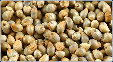 Pearl millet Pearl Millet of Super Agri Exports