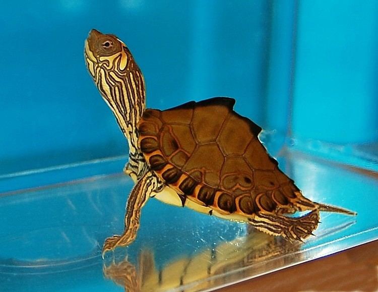 Pearl River map turtle Pearl River Map Turtle for sale from The Turtle Source