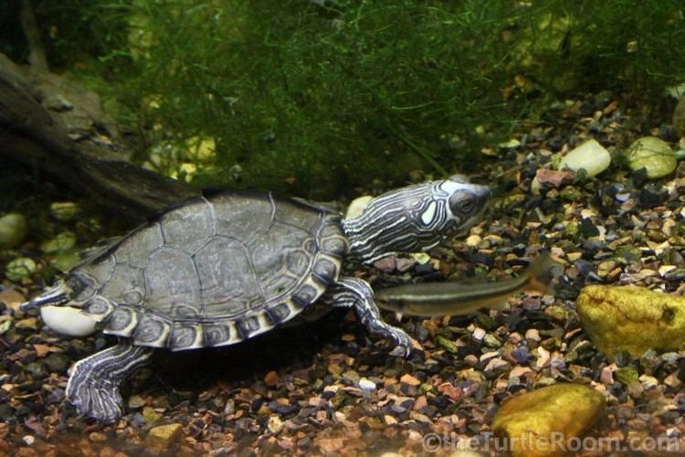 Pearl River map turtle Graptemys pearlensis Natural History Care and Photo