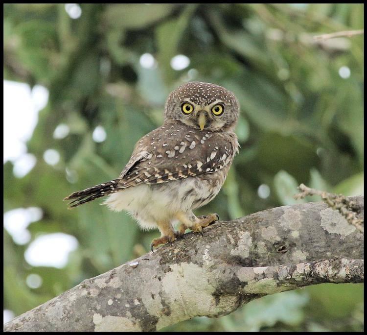 Pearl-spotted owlet Pearlspotted Owlet