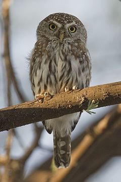 Pearl-spotted owlet httpsuploadwikimediaorgwikipediacommonsthu