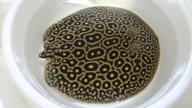 Pearl stingray Tailless Pearl Stingray 08292013 YouTube