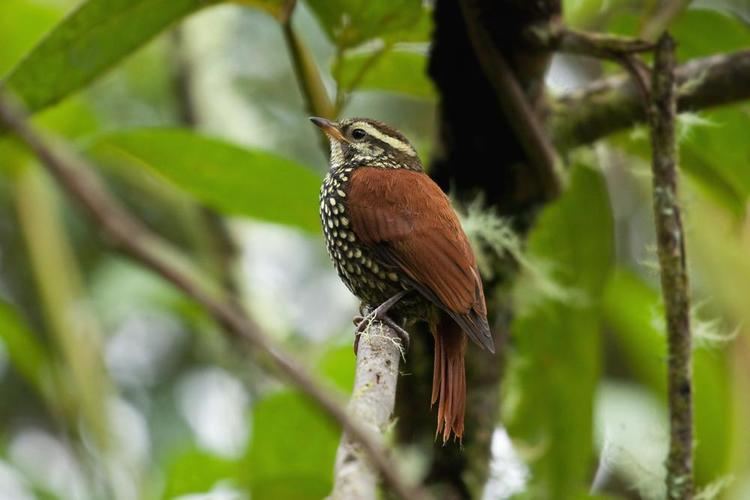 Pearled treerunner Pearled Treerunner Margarornis squamiger videos photos and sound