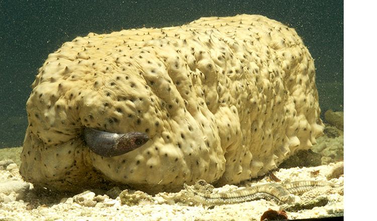 Pearlfish The fish that lives in a sea cucumber anus Australian Geographic