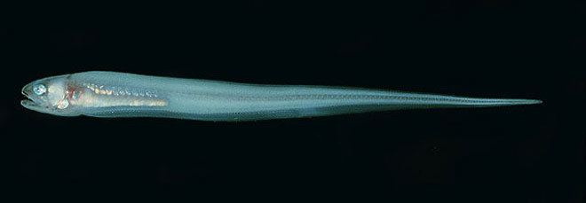 Pearlfish Absurd Creature of the Week This Fish Swims Up a Sea Cucumber39s