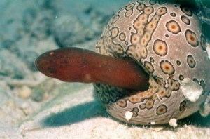 Pearlfish Sea Cucumbers