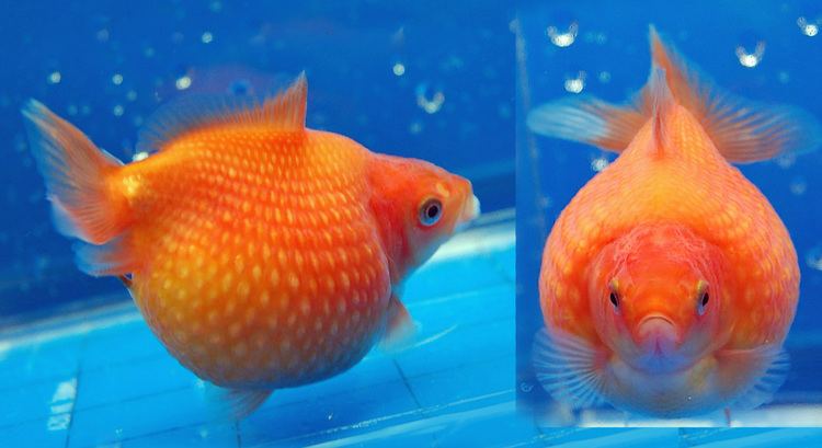 Pearlscale How To Choose Pearlscale Pearlscale Goldfish