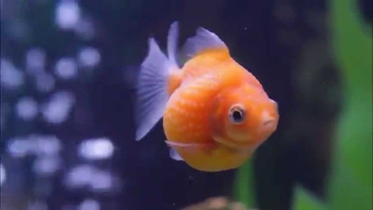 Pearlscale Baby Pearlscale Goldfish In Bubble Trouble Very Funny YouTube
