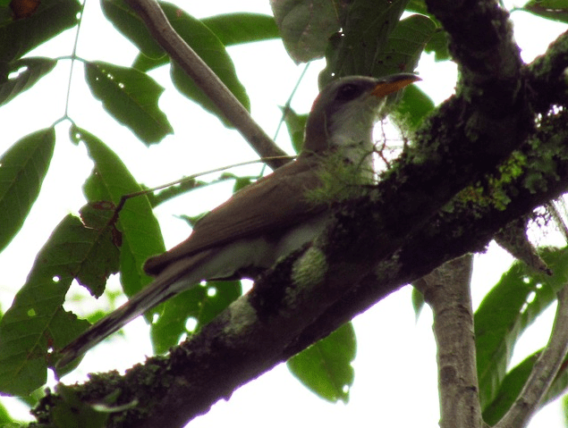 Pearly-breasted cuckoo Pearlybreasted Cuckoo Coccyzus euleri videos photos and sound