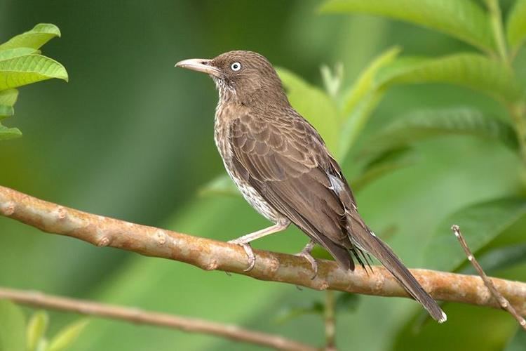 Pearly-eyed thrasher Pearlyeyed Thrasher Margarops fuscatus videos photos and sound