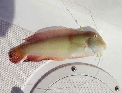 Pearly razorfish Fish Index Pearly Razorfish Xyrichtys novacula