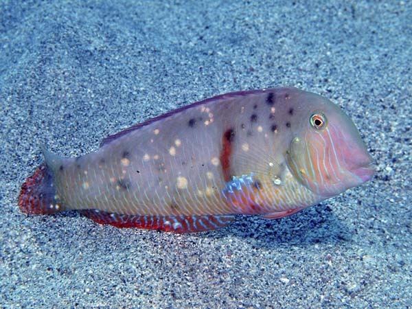 Pearly razorfish shrimp eel from St Vincent Photo and Gallery Showcase Wetpixel