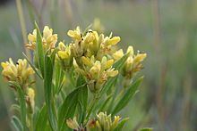 Pearsonia cajanifolia httpsuploadwikimediaorgwikipediacommonsthu