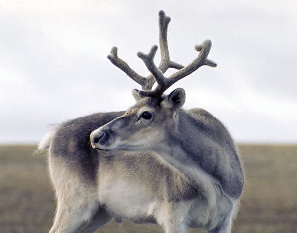 Peary caribou Peary Caribou Rangifer tarandus pearyi